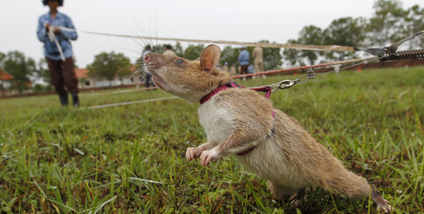 A rat being trained by the Cambodian Mine Action Centre is pictured on an inactive landmine field in Siem Reap province on Thursday (Reuters photo)