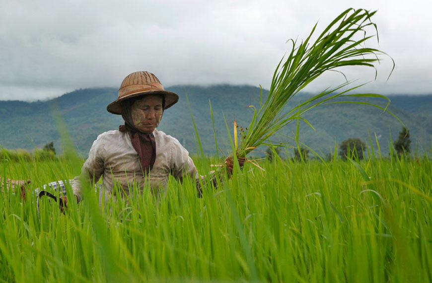 A farmer weeds a rice field in Naypyidaw, Myanmar, onTuesday. In Myanmar farmers grow rice with the help of the monsoon rain, which starts late May and ends in mid-October (AP photo)