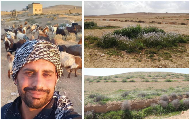Menwer Ibrahim, a livestock herder in the Al Majidiyya village, is seen posing in front of his sheep in this recent photo. Recent photos of a part of the 400 dunum area where the International Centre for Agricultural Research in the Dry Areas implements advanced environmental technology (JT photos)