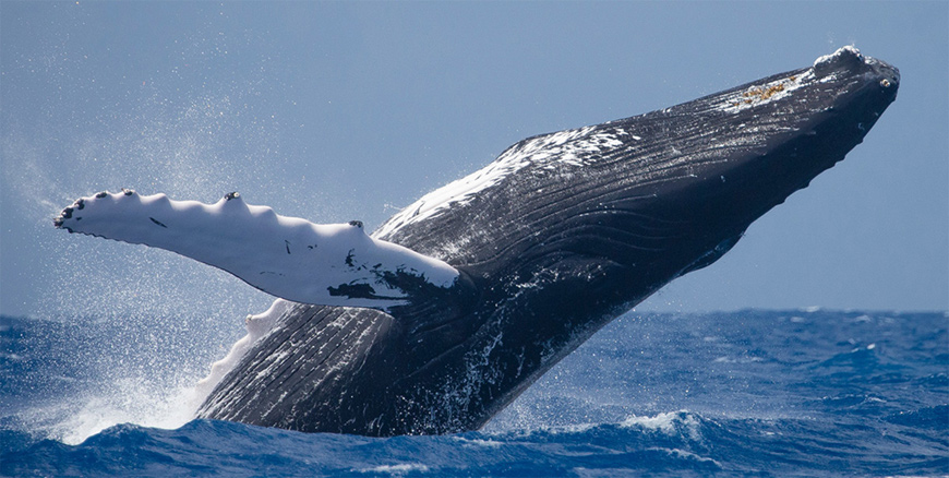 Humpback whale  (Photo courtesy of pacific-landscapes.com)