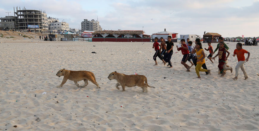 In this June 15 photo,  lion cubs Mona and Max walk as children run next to them at the beach of Gaza City, in the northern Gaza Strip (AP photos)